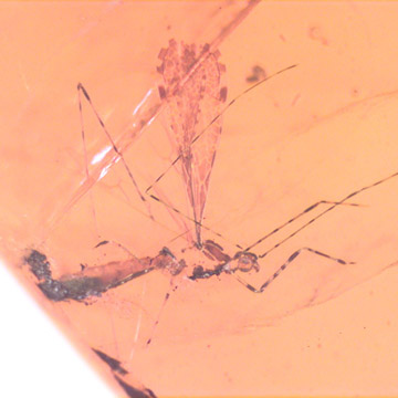 Rare Assassin Bug In Dominican Amber Rare Assassin Bug In Dominican Amber