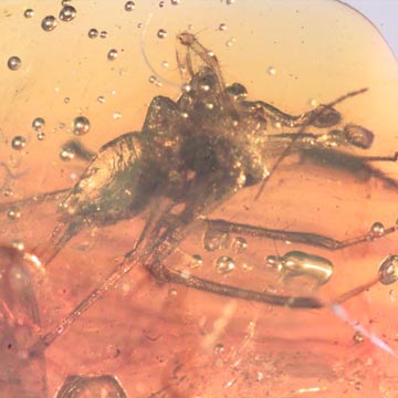 Rare Awesome Spider In Dominican Amber Rare Awesome Spider In Dominican Amber