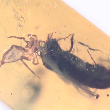 Rare Bark Beetle Bittin By Spider In Dominican Amber Rare Bark Beetle Bittin By Spider In Dominican Amber