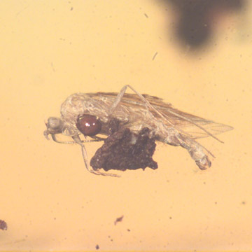 Rare Barklouse With Mite Clinging On It, Bethylid Wasp And Beetle In Dominican Amber Rare Barklouse With Mite Clinging On It, Bethylid Wasp And Beetle In Dominican Amber