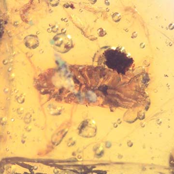 Rare Isopod, Unknown Bug And Beetle In Dominican Amber Rare Isopod, Unknown Bug And Beetle In Dominican Amber