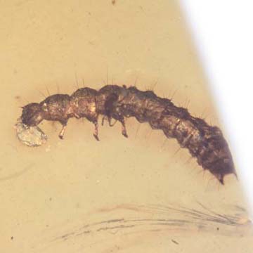 Rare Beetle Larva With Mite On Top, Cool Bubble On Its Mouth And Two Mites In Dominican Amber Rare Beetle Larva With Mite On Top, Cool Bubble On Its Mouth And Two Mites In Dominican Amber