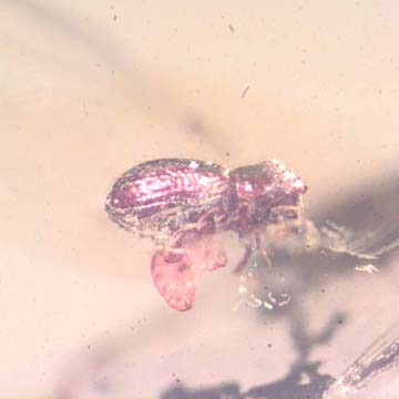 Rare Beetle With Three Mites Clinging On It In Dominican Amber Rare Beetle With Three Mites Clinging On It In Dominican Amber
