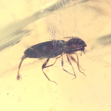 Rare Beetle With Extended Genitals In Dominican Amber Rare Beetle With Extended Genitals In Dominican Amber
