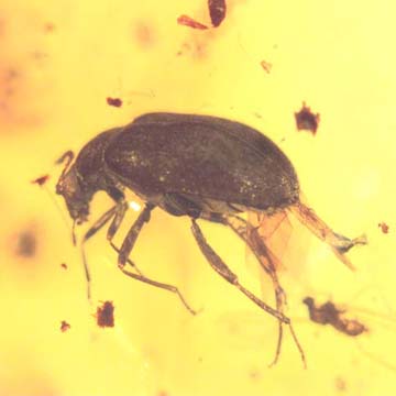 Rare Beetle With Genital Coming Out And Planthopper In Dominican Amber Rare Beetle With Genital Coming Out And Planthopper In Dominican Amber