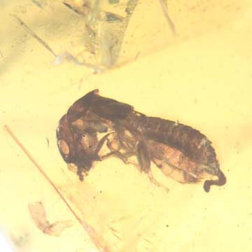 Rare Beetle With Genital Coming Out In Dominican Amber Rare Beetle With Genital Coming Out In Dominican Amber