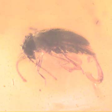 Rare Beetle With Genital Coming Out In Dominican Amber