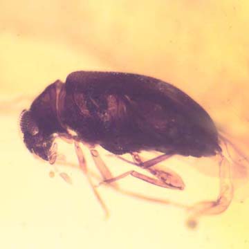 Rare Beetle With Genital Coming Out In Dominican Amber Rare Beetle With Genital Coming Out In Dominican Amber