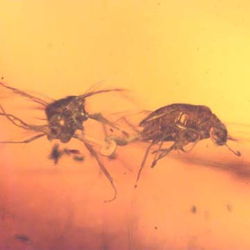 Rare Beetle With Genital Coming Out In Dominican Amber Rare Beetle With Genital Coming Out In Dominican Amber