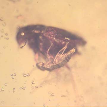 Rare Beetle With Scelionid Wasp Clinging Under Its Abdomen In Dominican Amber Rare Beetle With Scelionid Wasp Clinging Under Its Abdomen In Dominican Amber