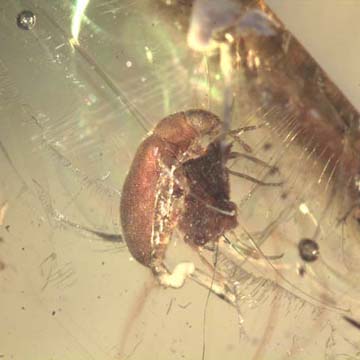 Rare Beetle With Sex Organ Extended In Dominican Amber Rare Beetle With Sex Organ Extended In Dominican Amber