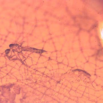 Rare Bug With One Egg In Dominican Amber Rare Bug With One Egg In Dominican Amber