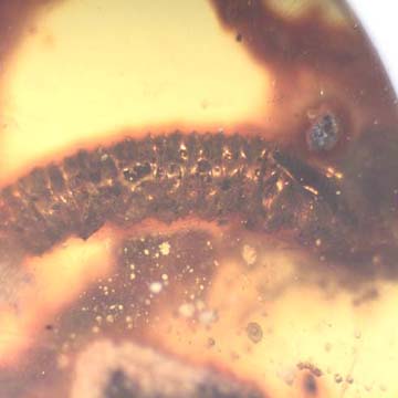 Rare Caterpillar In Dominican Amber Rare Caterpillar In Dominican Amber