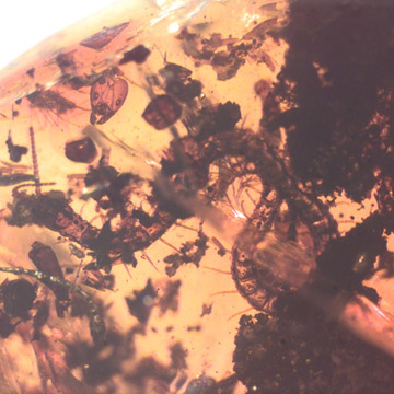 Rare Centipede In Dominican Amber Rare Centipede In Dominican Amber