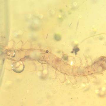 Rare Centipede In Dominican Amber Rare Centipede In Dominican Amber