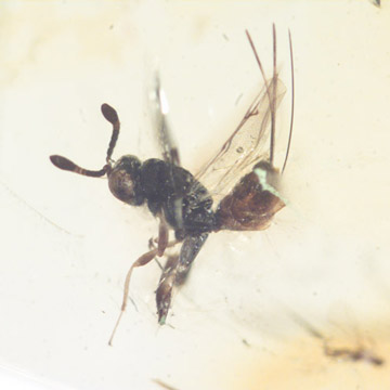 Rare Chalcidid Wasp In Dominican Amber. Rare Chalcidid Wasp In Dominican Amber.