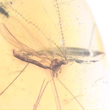 Rare Crane Fly With Ten Mites Riding On Its Abdomen In Dominican Amber
