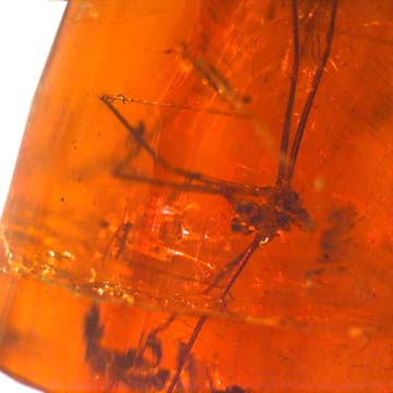 Rare Daddy Long Legged Spider In Dominican Amber Rare Daddy Long Legged Spider In Dominican Amber