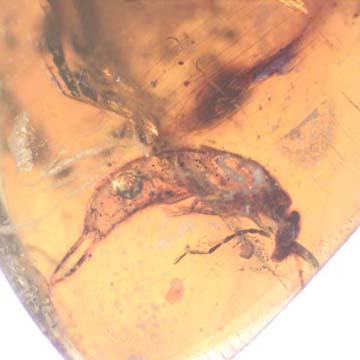 Rare Decomposed Earwig In Dominican Amber Rare Decomposed Earwig In Dominican Amber