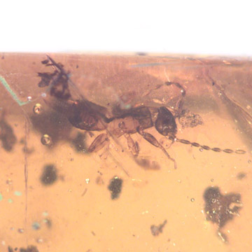 Rare Earwig In Dominican Amber Rare Earwig In Dominican Amber