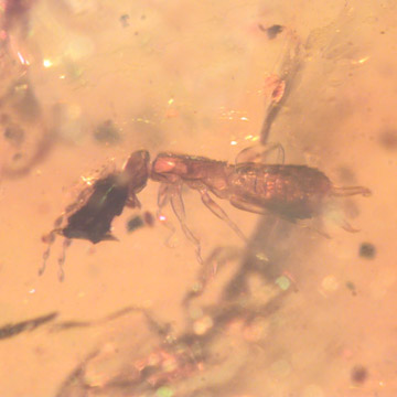 Rare Earwig In Dominican Amber Rare Earwig In Dominican Amber