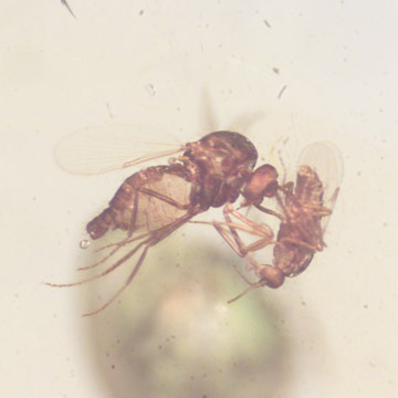 Rare Fighting True Midge And Biting Midge In Dominican Amber Rare Fighting True Midge And Biting Midge In Dominican Amber