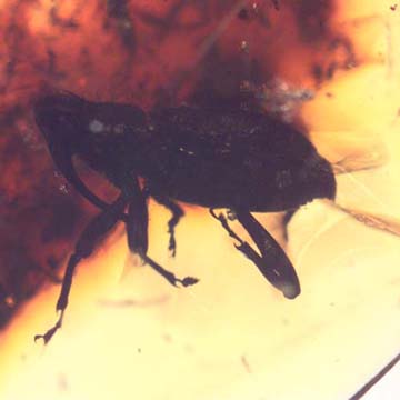 Rare Weevil And Five Bark Beetles In Dominican Amber Rare Weevil And Five Bark Beetles In Dominican Amber