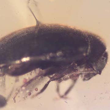 Rare Flower Beetle With Eggs In Dominican Amber