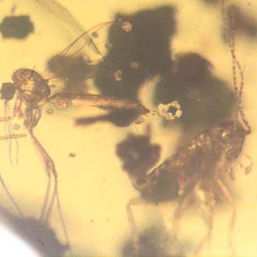 Rare Fungus Gnat With Eight Eggs And Roach In Dominican Amber Rare Fungus Gnat With Eight Eggs And Roach In Dominican Amber