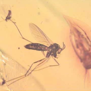 Rare Fungus Gnat With Beetle And Gall Midge Clinging On It And Barklouse In Dominican Amber Rare Fungus Gnat With Beetle And Gall Midge Clinging On It And Barklouse In Dominican Amber