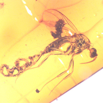Rare Fungus Gnat With Bunch Of Eggs In Dominican Amber Rare Fungus Gnat With Bunch Of Eggs In Dominican Amber