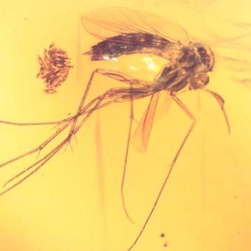 Gnat Eggs