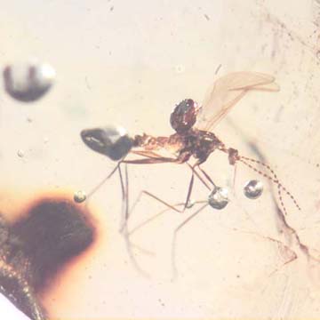 Rare Fungus Gnat With Mite Clinging On It In Dominican Amber Rare Fungus Gnat With Mite Clinging On It In Dominican Amber