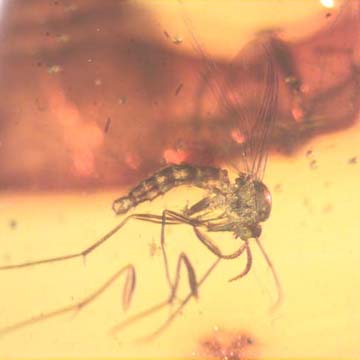 Rare Fungus Gnat With Mite Near Its Leg In Dominican Amber Rare Fungus Gnat With Mite Near Its Leg In Dominican Amber