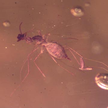 Rare Gall Gnat With Two Eggs, Worker Ant, Gall Midge, Spider, Two Humpbacked Flies, Thrip, Ghost Of Long Legged Fly And Leaf In Dominican Amber