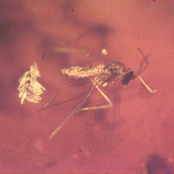 Rare Gall Midge With Ten Eggs And Two Horseshoe Crab Beetle In Dominican Amber Rare Gall Midge With Ten Eggs And Two Horseshoe Crab Beetle In Dominican Amber