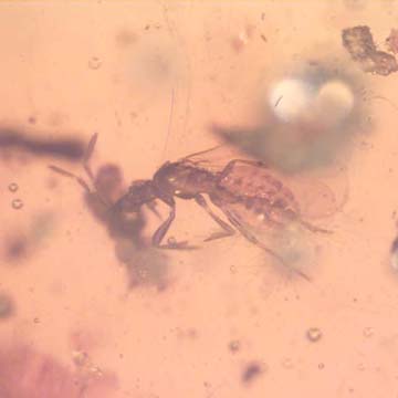 Rare Gnat Bug, Black Scavenger Fly And Male Ant In Dominican Amber Rare Gnat Bug, Black Scavenger Fly And Male Ant In Dominican Amber