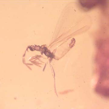 Rare Gnat Bug And Worker Termite In Dominican Amber Rare Gnat Bug And Worker Termite In Dominican Amber