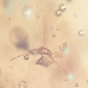 Rare Gnat Bug And Gall Midge In Dominican Amber Rare Gnat Bug And Gall Midge In Dominican Amber