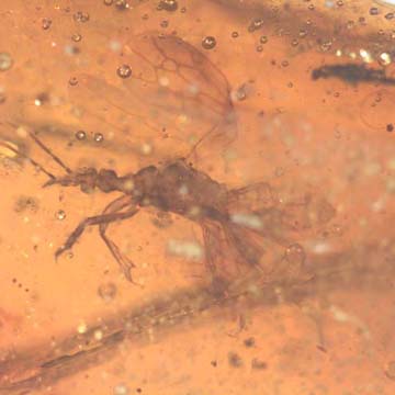 Rare Gnat Bug In Dominican Amber Rare Gnat Bug In Dominican Amber
