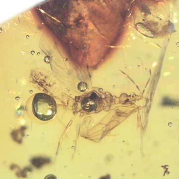 Rare Gnat Bug In Dominican Amber