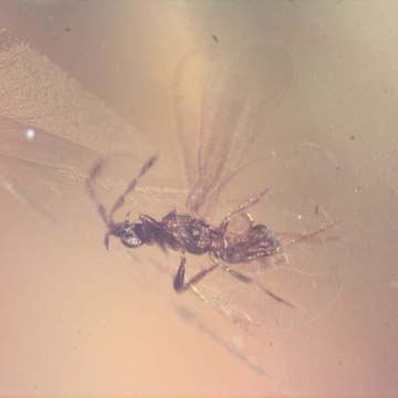Rare Gnat Bug In Dominican Amber Rare Gnat Bug In Dominican Amber