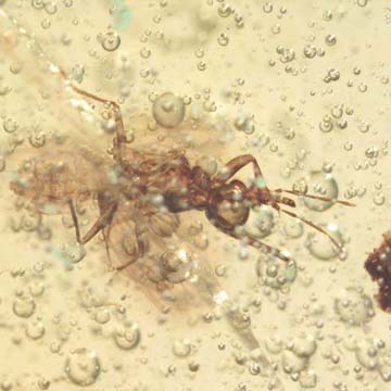 Rare Gnat Bug In Dominican Amber Rare Gnat Bug In Dominican Amber