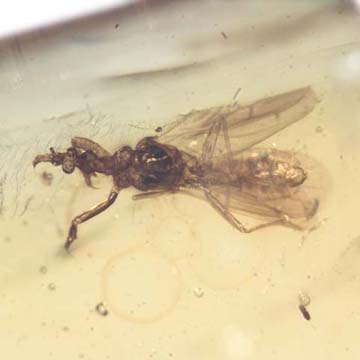 Rare Gnat Bug In Dominican Amber