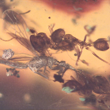 Rare Gnat Bug In Dominican Amber