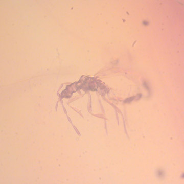 Rare Gnat Bug In Dominican Amber Rare Gnat Bug In Dominican Amber