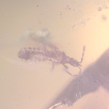 Rare Gnat Bug In Dominican Amber Rare Gnat Bug In Dominican Amber