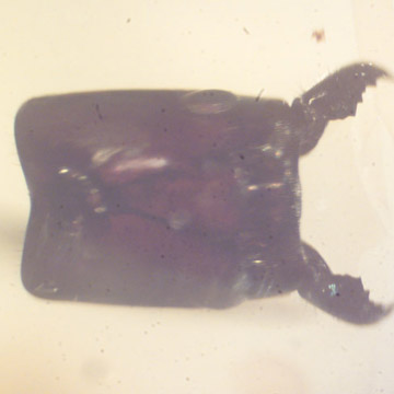 Rare Head Of Bug With Huge Mandibles In Dominican Amber
