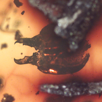 Rare Head Of Bug With Huge Mandibles In Dominican Amber Rare Head Of Bug With Huge Mandibles In Dominican Amber