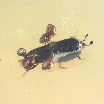 Rare Hister Beetle With Four Mites Riding On Its Body In Dominican Amber Rare Hister Beetle With Four Mites Riding On Its Body In Dominican Amber